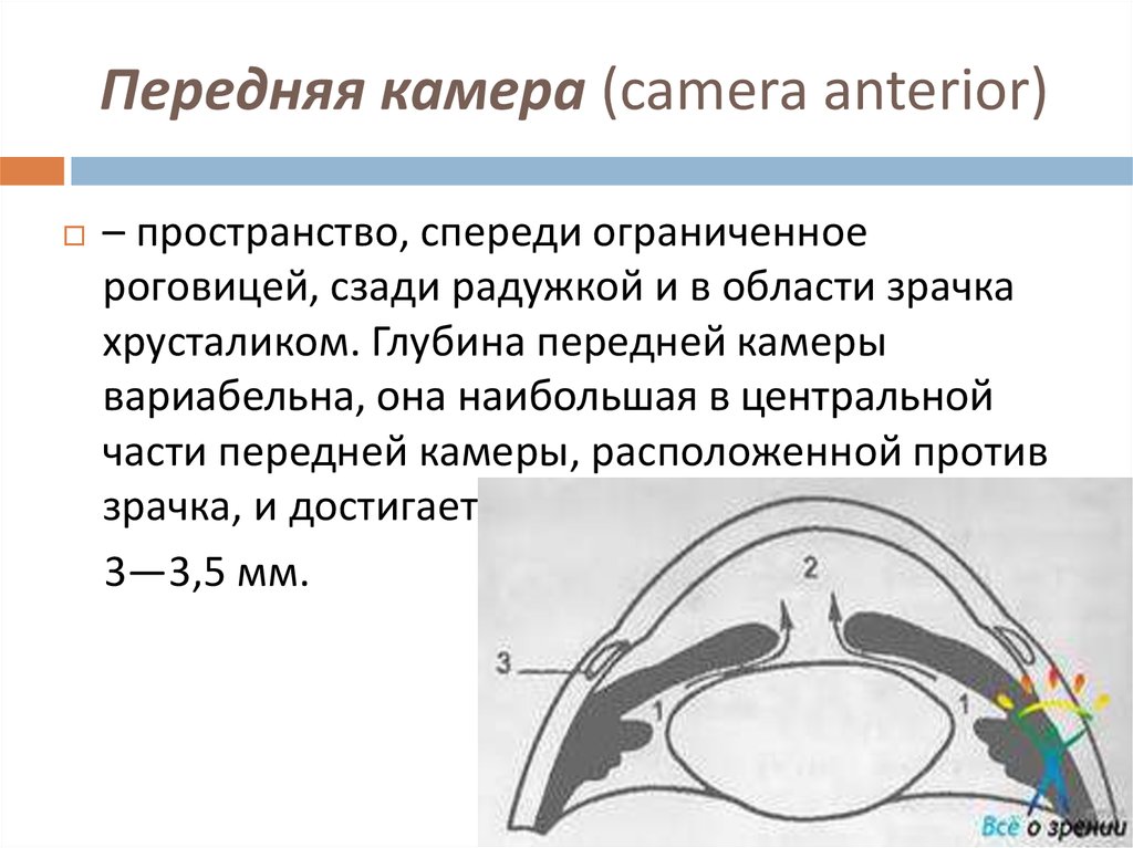 Передняя камера (camera anterior)