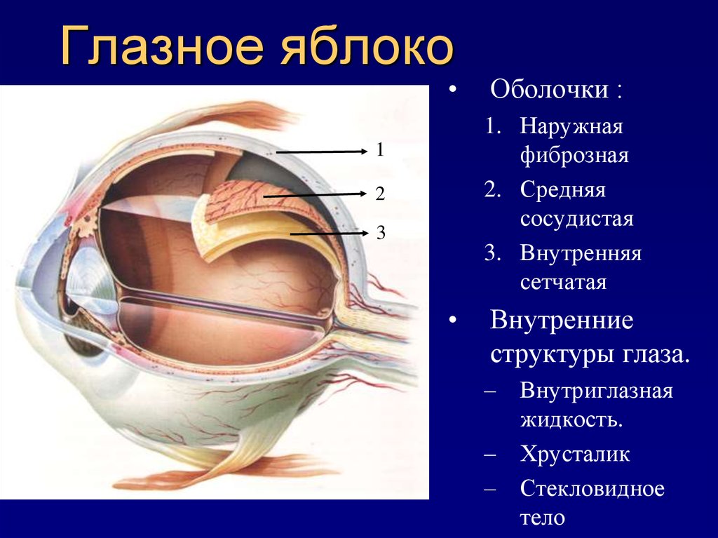 Перечислите оболочки глазного яблока и их функции. Строение фиброзной оболочки глазного яблока. Средняя оболочка глазного яблока анатомия. Глазное яблоко фибриознаяоболочка. Строение оболочек глазного яблока анатомия.