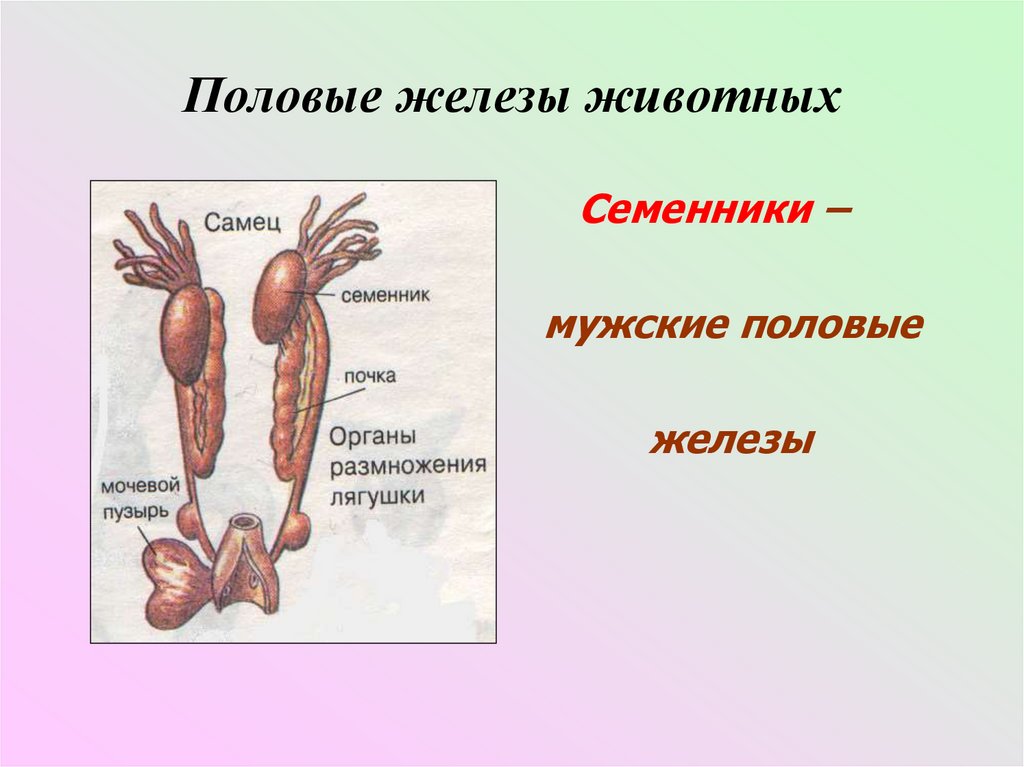 Органы размножения 8 класс биология. Половые железы животных. Строение половых желез человека. Система органов размножения самца. Половые железы млекопитающих.
