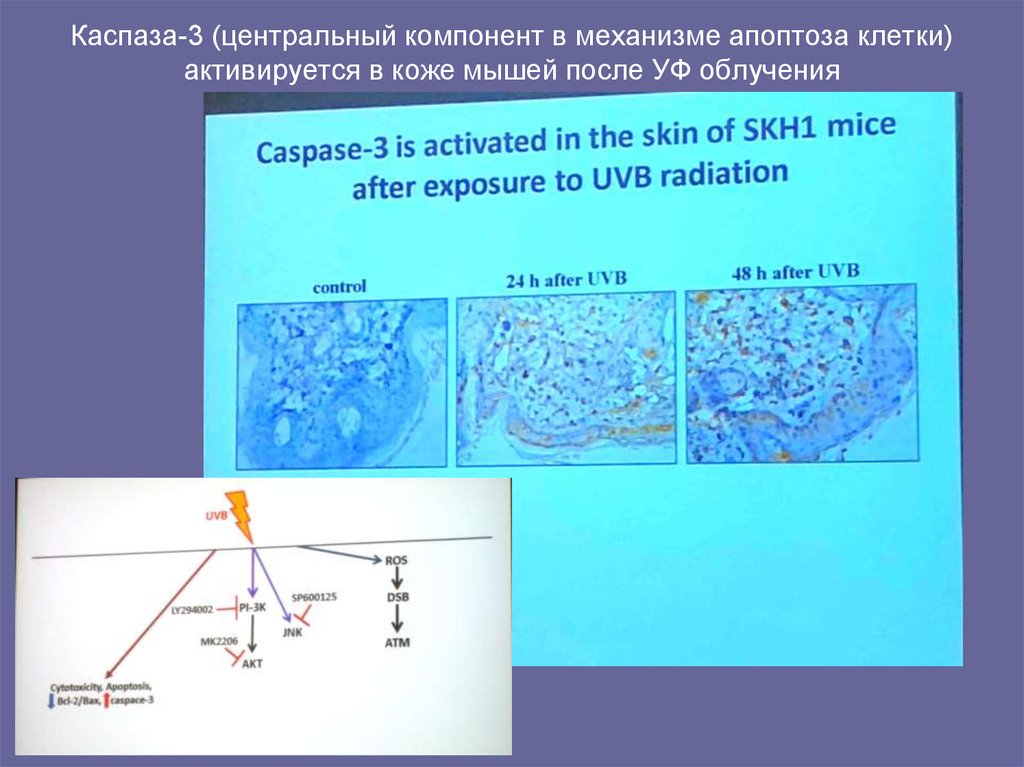 Каспаза-3 (центральный компонент в механизме апоптоза клетки) активируется в коже мышей после УФ облучения