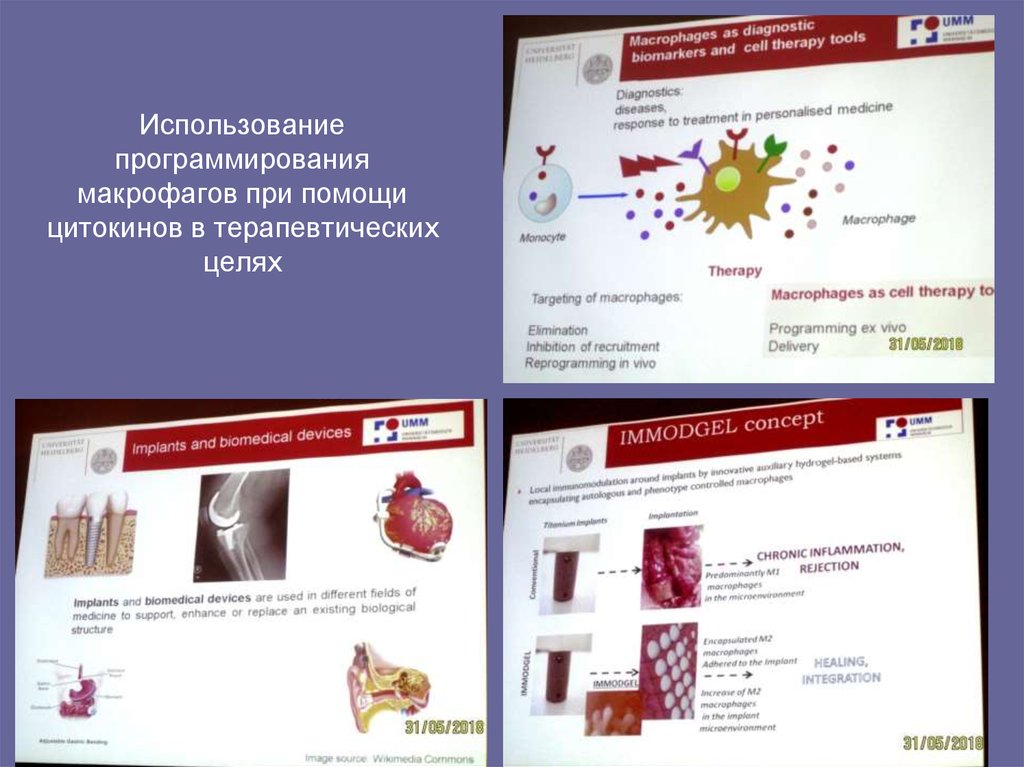 Использование программирования макрофагов при помощи цитокинов в терапевтических целях