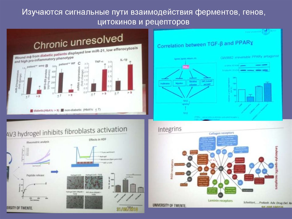 Изучаются сигнальные пути взаимодействия ферментов, генов, цитокинов и рецепторов