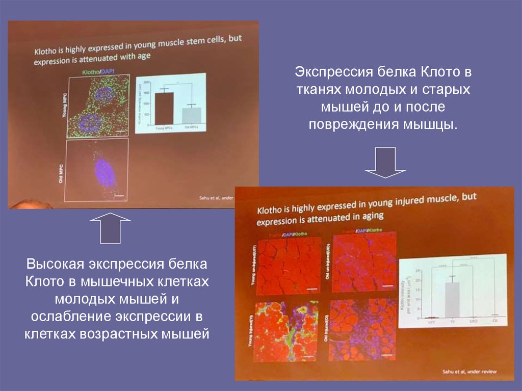 Экспрессия белка Клото в тканях молодых и старых мышей до и после повреждения мышцы.