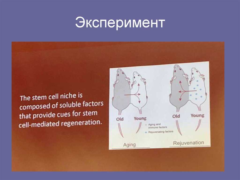 Эксперимент