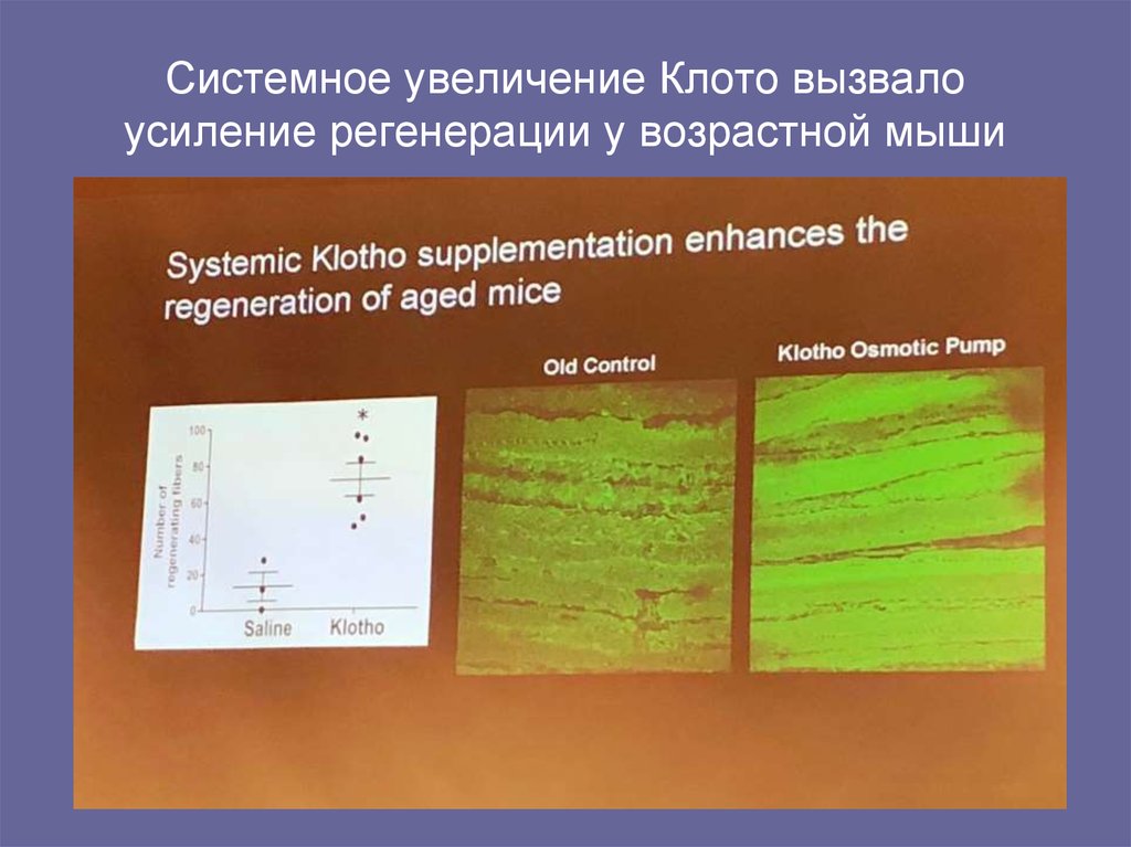 Системное увеличение Клото вызвало усиление регенерации у возрастной мыши
