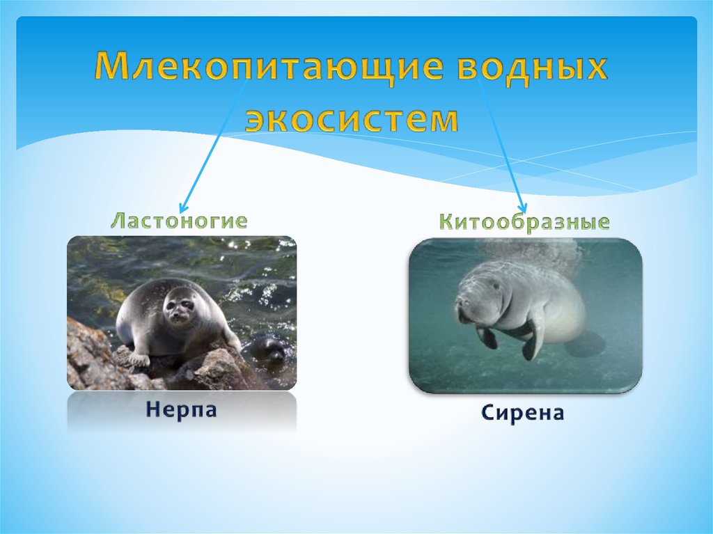 Водные млекопитающие примеры. Млекопитающие различных экосистем. Отряд ластоногие и китообразные. Млекопитающие водных экосистемах. Водные млекопитающие представители.