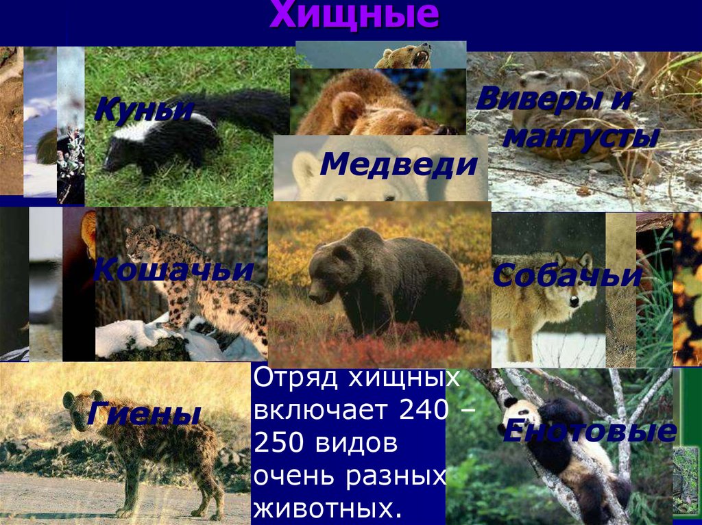 Хищные звери презентация