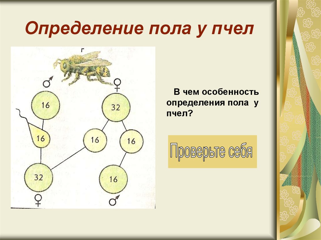 Хромосомное определение пола презентация 10 класс