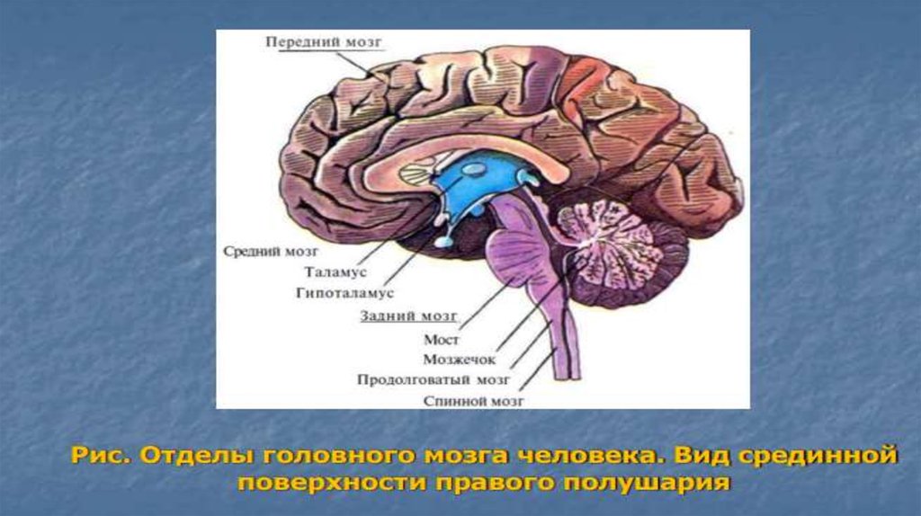 Размер переднего мозга