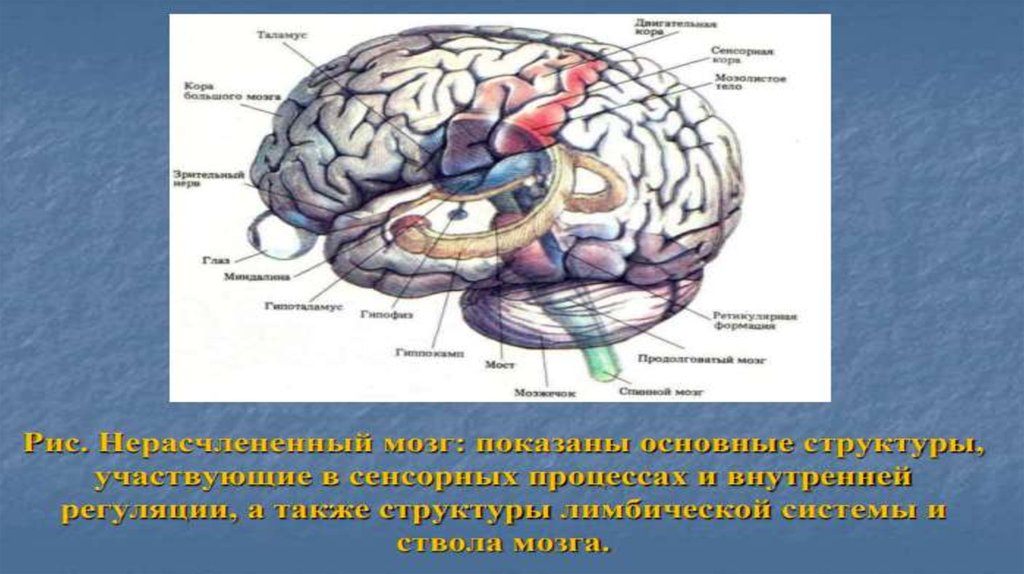 Импульсы коры головного мозга. Мезолимбический путь дофамина. Дофаминергическая система головного мозга. Мезокортикальный дофаминергический путь. Мезокортикальная система.