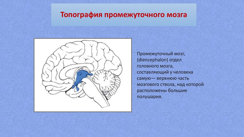 Отдел головного мозга промежуточный мозг функции