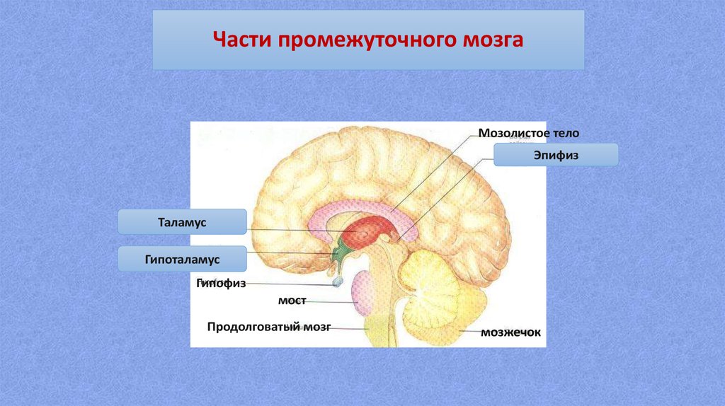 Промежуточный мозг. Мозолистое тело мозга строение. Мозг строение средний мозолистое тело. Промежуточный мозг таламус гипоталамус схема. Мозолистое тело промежуточный мозг.