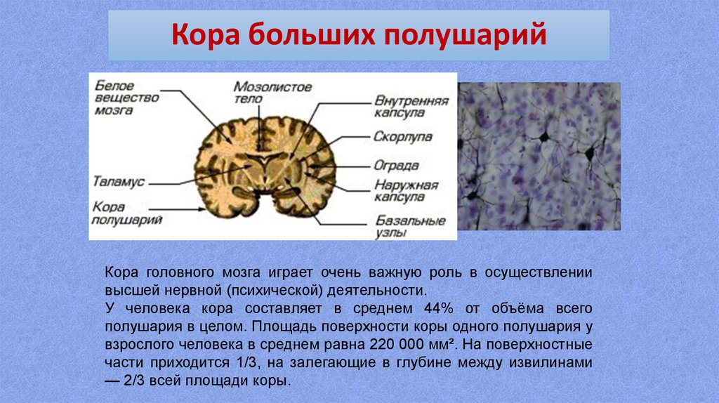 Общее строение серого вещества коры больших полушарий.