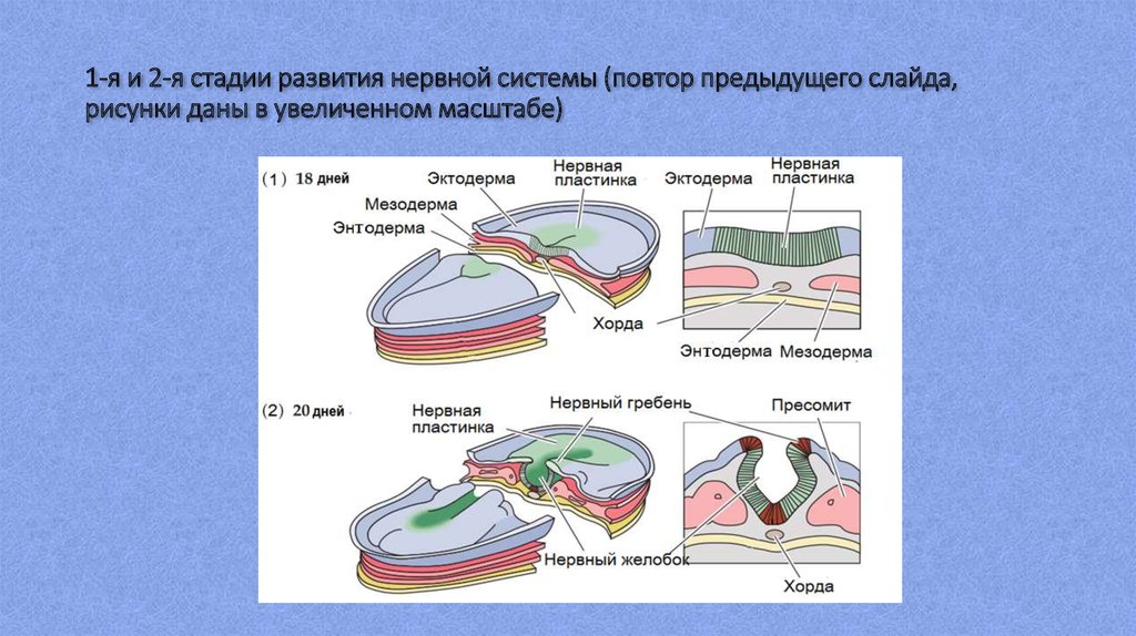 Изи слайд с рисунком