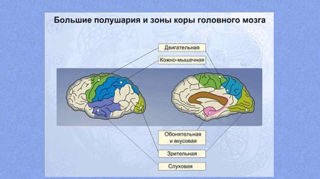Зона коры больших полушарий обонятельного анализатора. Зоны коры головного мозга. Торможение в коре головного мозга. Основные зоны коры больших полушарий.