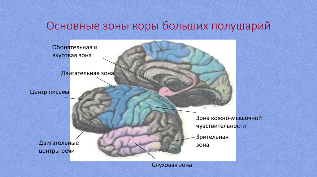 Кожно мышечная зона головного мозга. Двигательная слуховая и Зрительная зона коры БП. Зоны коры больших полушарий. Зрительная зона коры полушарий.