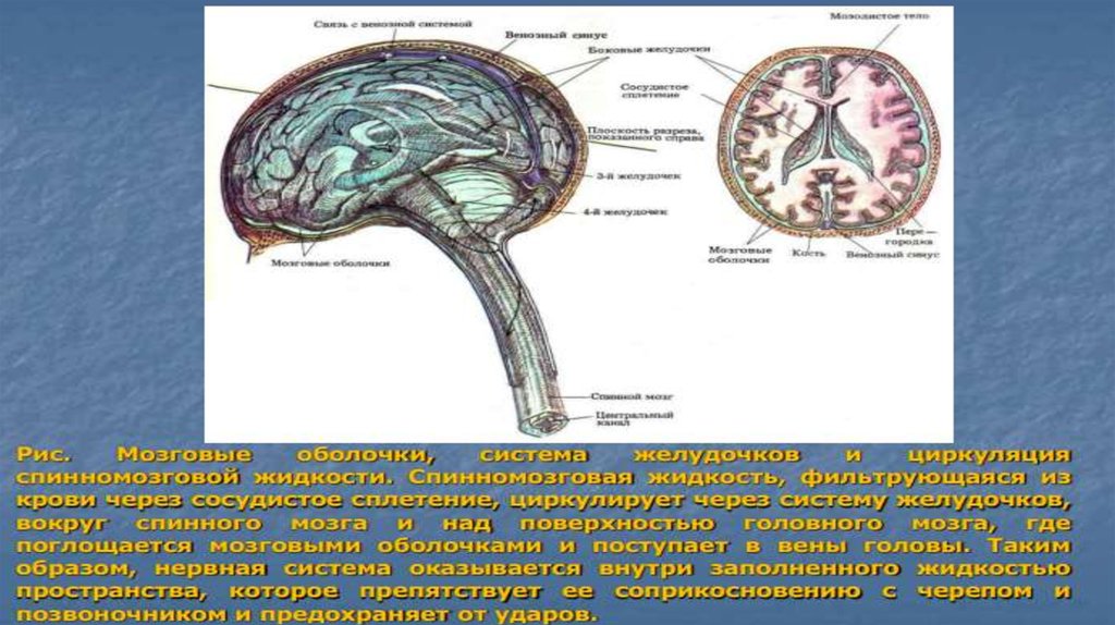 Полипептиды коры головного мозга скота 10. Мед универ головной мозг.