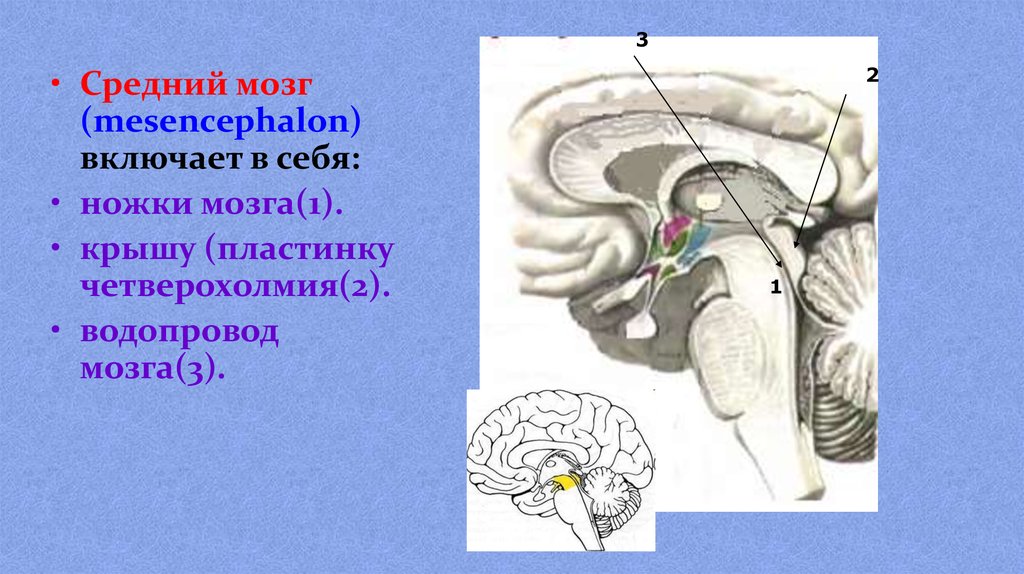 Средний мозг включает в себя. Средний мозг пластинка четверохолмия. СИЛЬВИЕВ водопровод мозга. Водопровод среднего мозга. Средний мозг водопровод.