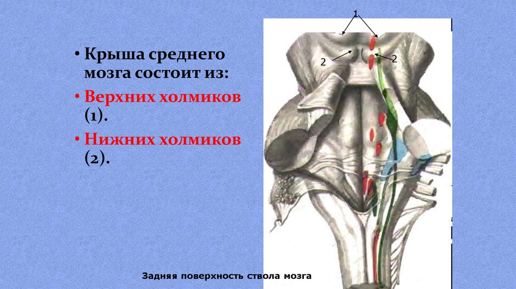 Состоит из верхних и нижних. Ручка Нижнего холмика крыши среднего мозга. Верхние холмики крыши среднего мозга. Нижние холмики крыши среднего мозга. Средний мозг Верхние холмики.