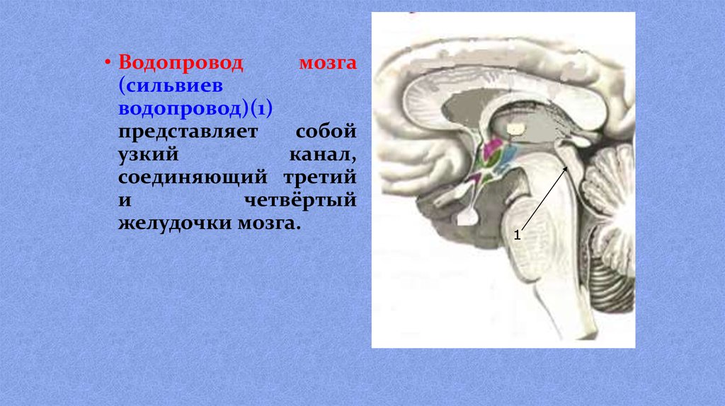Желудочки среднего мозга. Головной мозг СИЛЬВИЕВ водопровод. СИЛЬВИЕВ проток. СИЛЬВИЕВ водопровод отверстие Монро. СИЛЬВИЕВ водопровод анатомия.