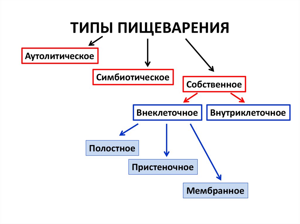 Внутриклеточное пищеварение картинки