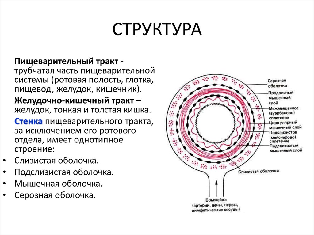 Полая полость. Строение стенки пищеварительного тракта. План строения стенки пищеварительного тракта гистология. Строение стенки кишечной трубки. Схема поперечного среза стенки трубчатого органа.