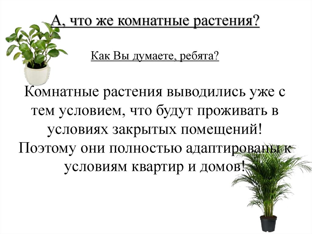 Сколько живут комнатные. Как пишется растение или растение. Как правильно писать растение. Самого растения как пишется. Ростение или растение как правильно пишется.