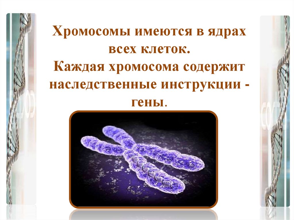 Зигота человека содержит хромосом. Каждая хромосома содержит. В каждой клетке имеется хромосома?. Хромосомы содержатся в. Хромосомы содержаться в клетках крови.