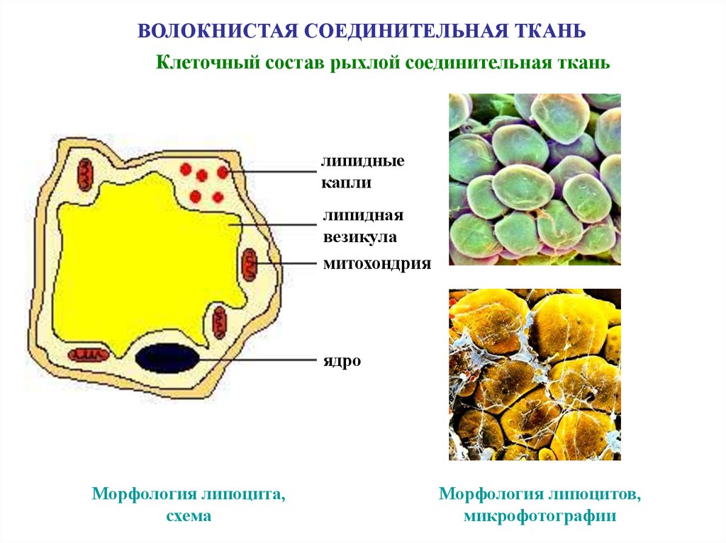 Липоциты. Клеточный состав соединительной ткани. Ядра соединительнотканных клеток. Ядро соединительной ткани.