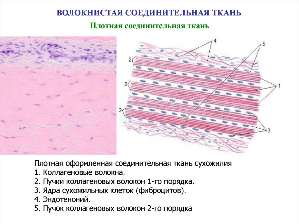 Сухожилия образованы из ткани. Плотная волокнистая неоформленная соединительная ткань препарат. Плотная волокнистая оформленная соединительная ткань гистология. Строение плотной оформленной волокнистой соединительной ткани. Плотная волокнистая соединительная ткань гистология.