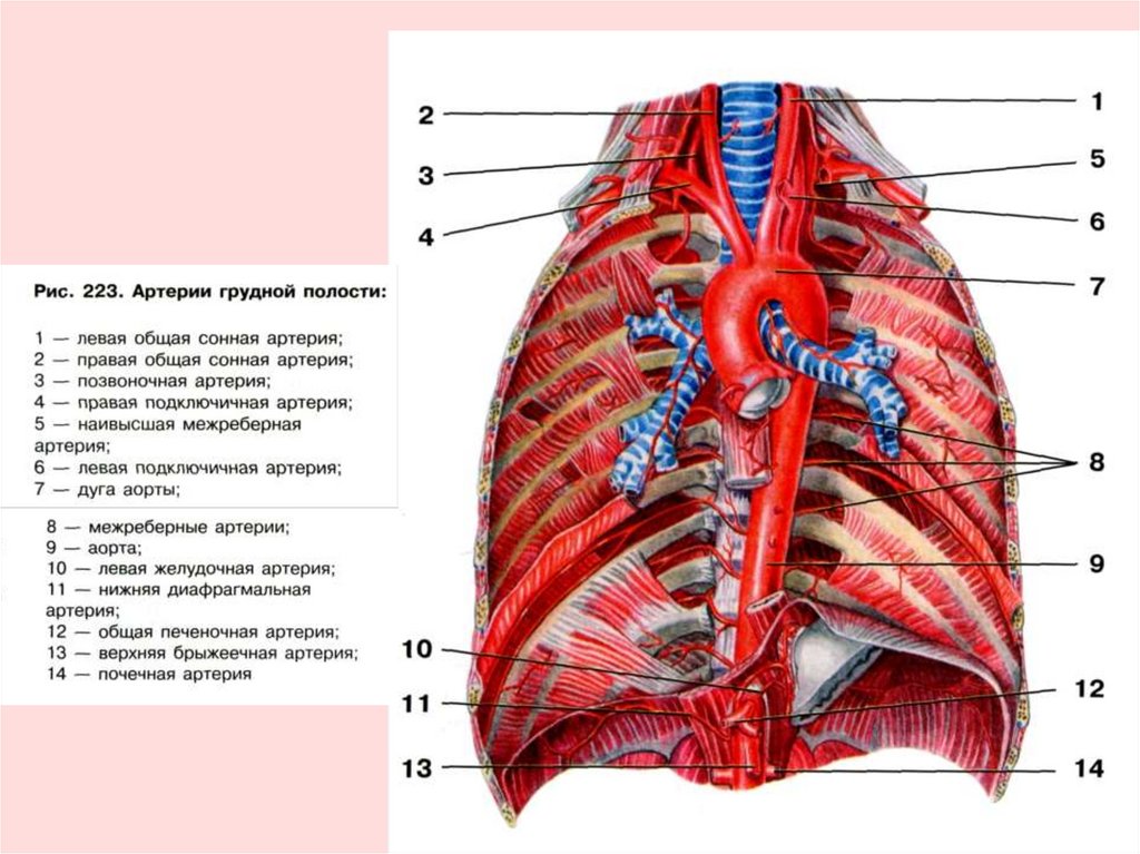 Органы под правой грудью. Кровоснабжение грудной клетки анатомия. Сосуды грудной части аорты анатомия. Артерии грудной части аорты анатомия. Кровеносная система грудной клетки.