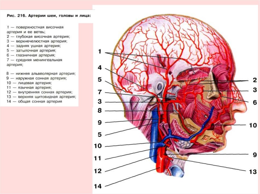 Сосуды на лбу. Поверхностная височная артерия анатомия. Поверхностная височная артерия и Вена. Ушная ветвь затылочной артерии. Поверхностная височная артерия схема.