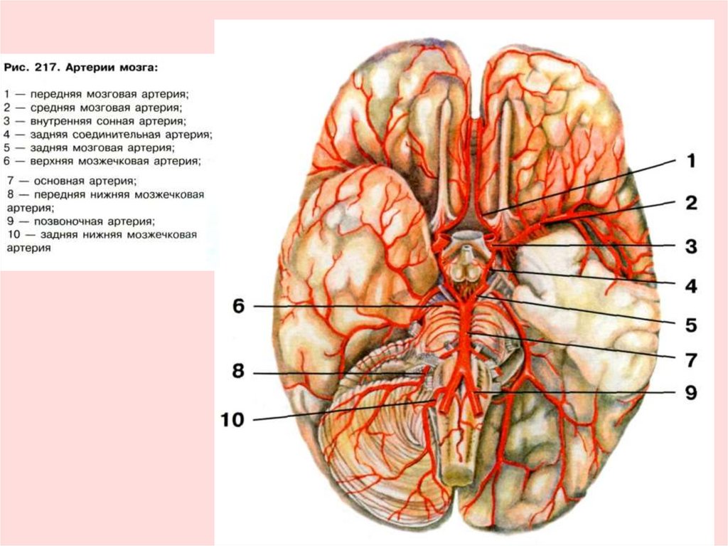 Какая артерия кровоснабжает мозг. Основная артерия головного мозга анатомия. Задняя мозговая артерия анатомия. Верхняя мозжечковая артерия анатомия. Задняя нижняя мозжечковая артерия анатомия.