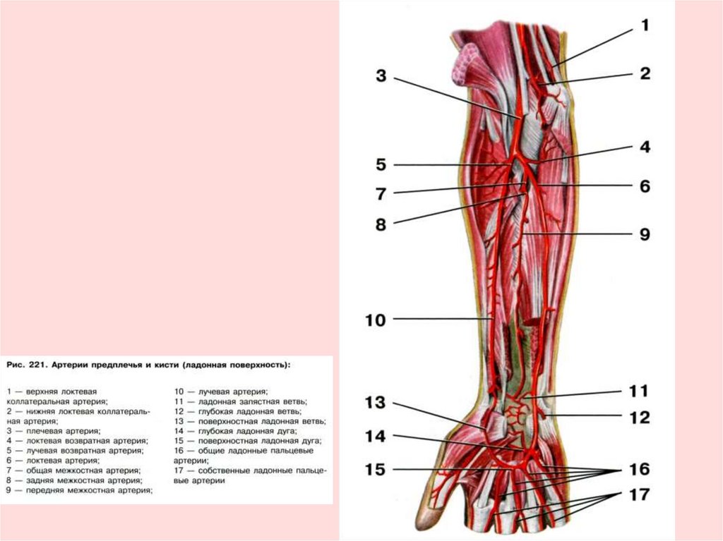 Кровеносные сосуды мышц. Лучевая артерия анатомия схема. Лучевая артерия и ее ветви схема. Локтевая возвратная артерия. Артерии предплечья и кисти анатомия.