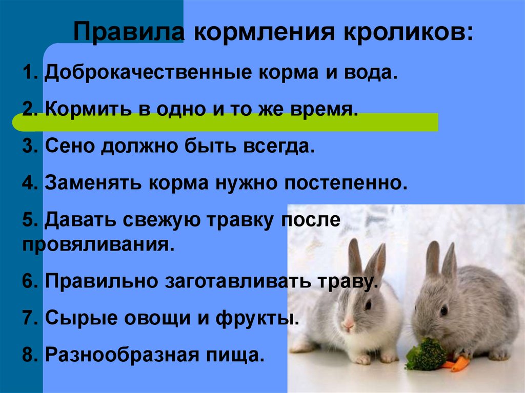 Можно ли давать кроликам сыр. Кормление кроликов. Чем кормить кроликов. Чем кормить крольчат. Время кормления кроликов.