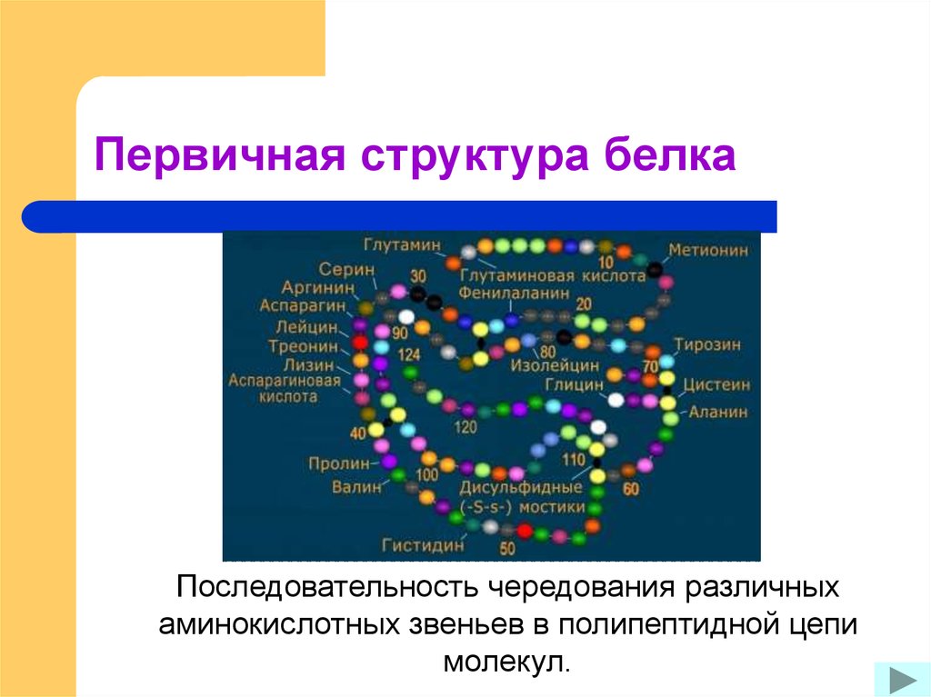 Белки исследования. Структура белка первичная порядок чередования. Первичную структуру белка кодирует. Первичная структура белков презентация. Первичная структура закодированного белка.