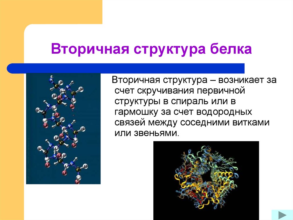 Вторичный белок примеры. Вторичная структура белка. Белки состав и строение. Структурный белок. Вторичная структура белка возникает за счет.