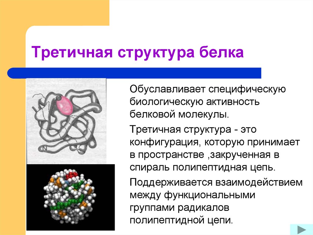 Какие структуры белков. Третичная структура белка биороль. Строение белковой молекулы третичная структура белка. Белки в третичной структуре белка. Белковая молекула третичная структура.