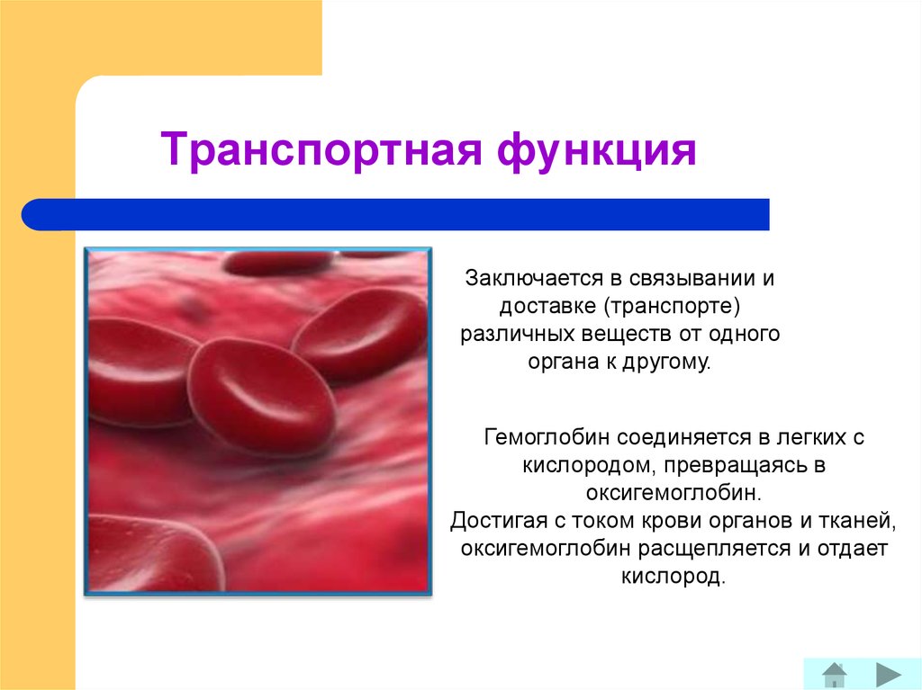 Особенности транспортной функции. Транспортная функция. Транспортная функция белков. Транспортная функция белков крови. Транспортная функция гемоглобина.
