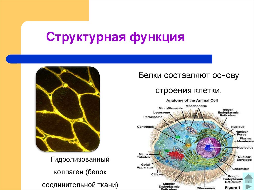 Структурная функция