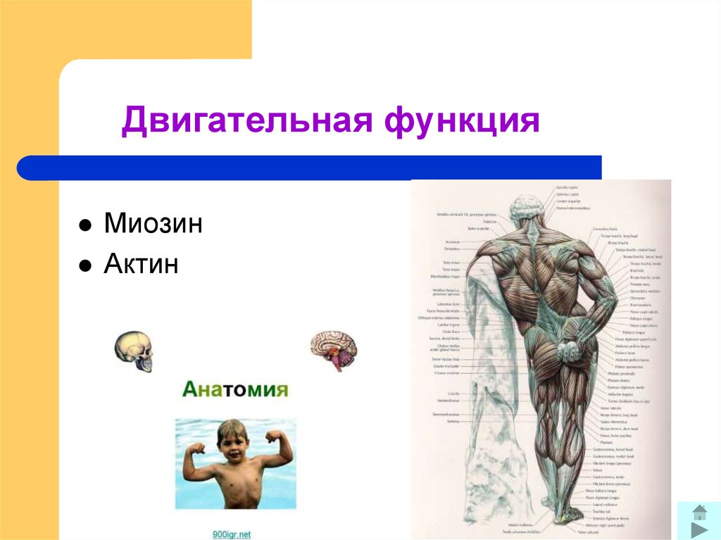 Двигательная функция. Двигательная функция белков актин и миозин. Примеры двигательной функции. Функция актина в организме человека.