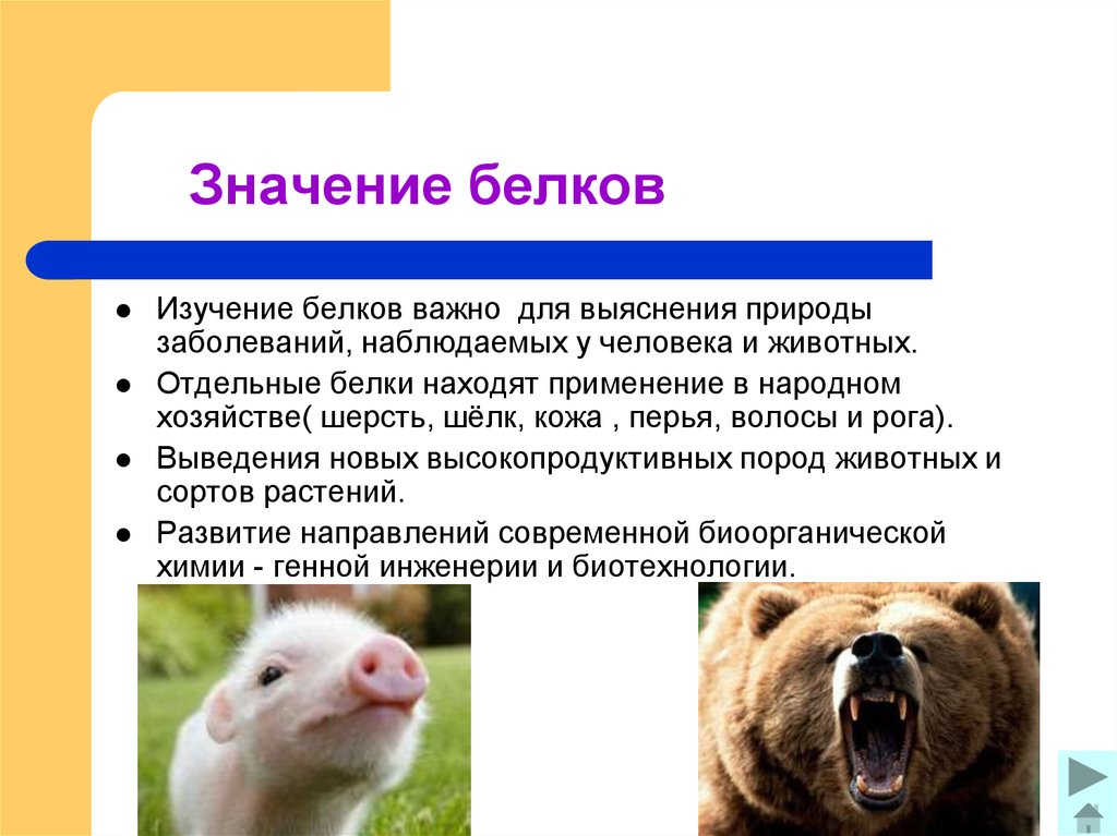 Значение белков. Практическое значение белков. Значение белка. Значение белков для человека.