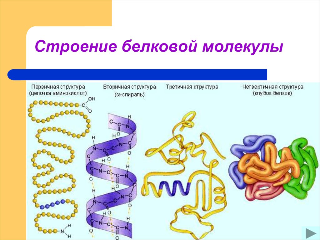 Особенности строения молекулы белка