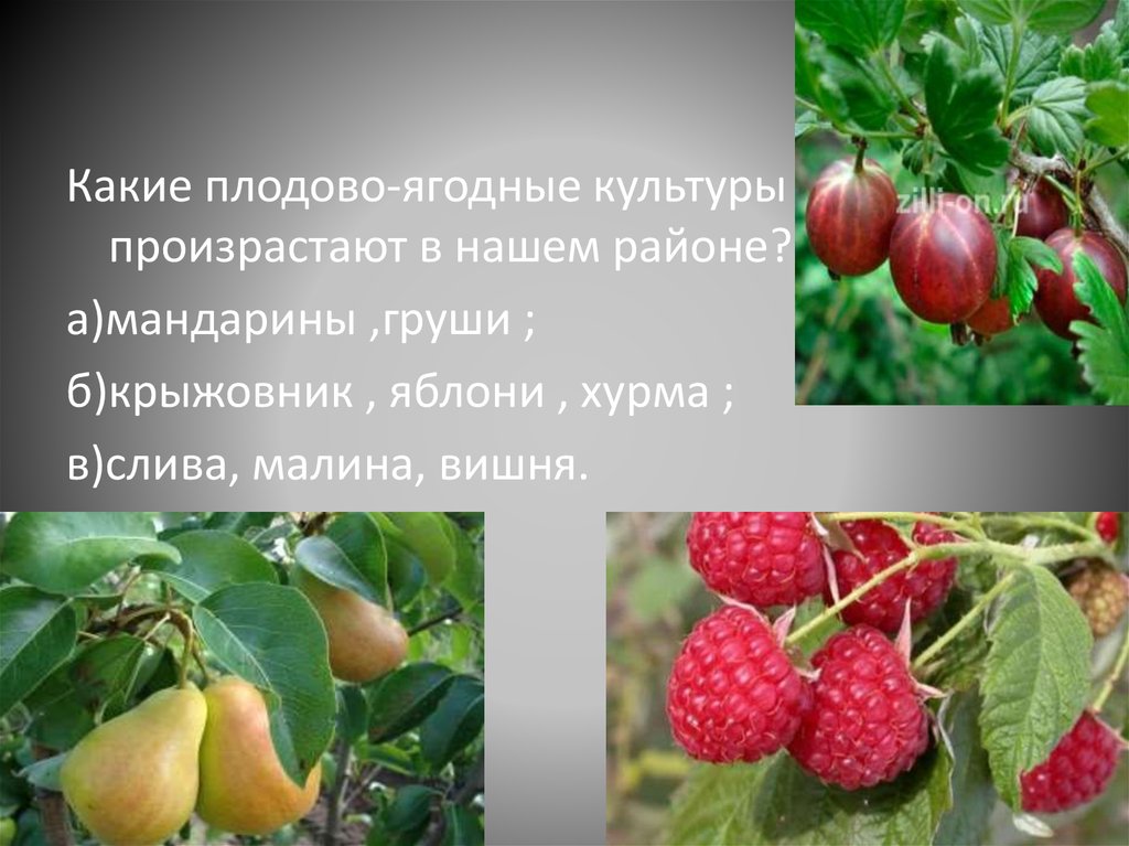 2 плодовых растений. Плодово-ягодные культуры. Плодовые культурные растения. Плодово ягодные культурные растения. Культурные растения плодовые названия.
