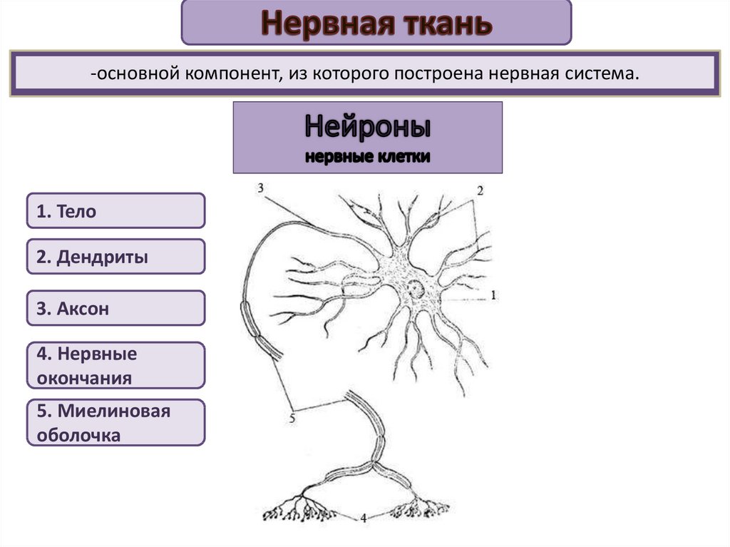 Основные функции нервной ткани животных