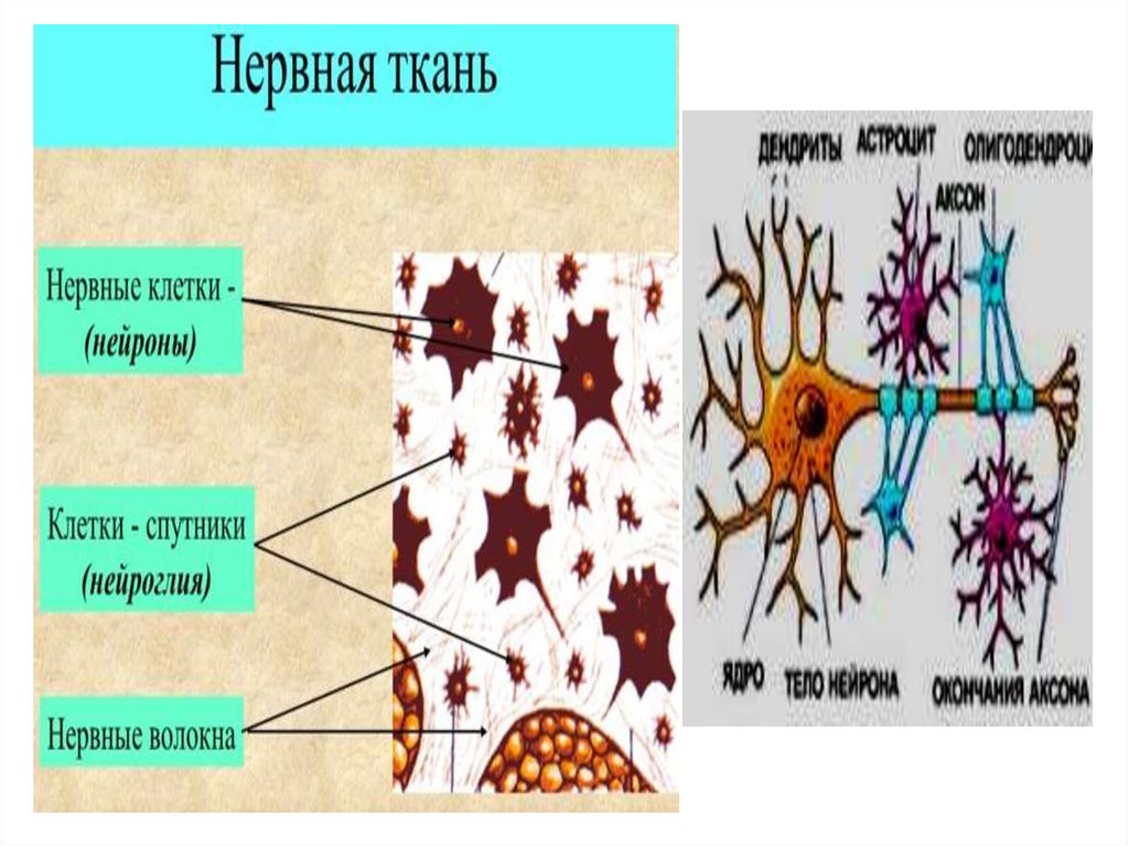 Какими цифрами обозначены изображения нервной ткани