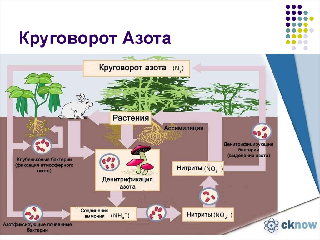 Круговорот азота в природе презентация