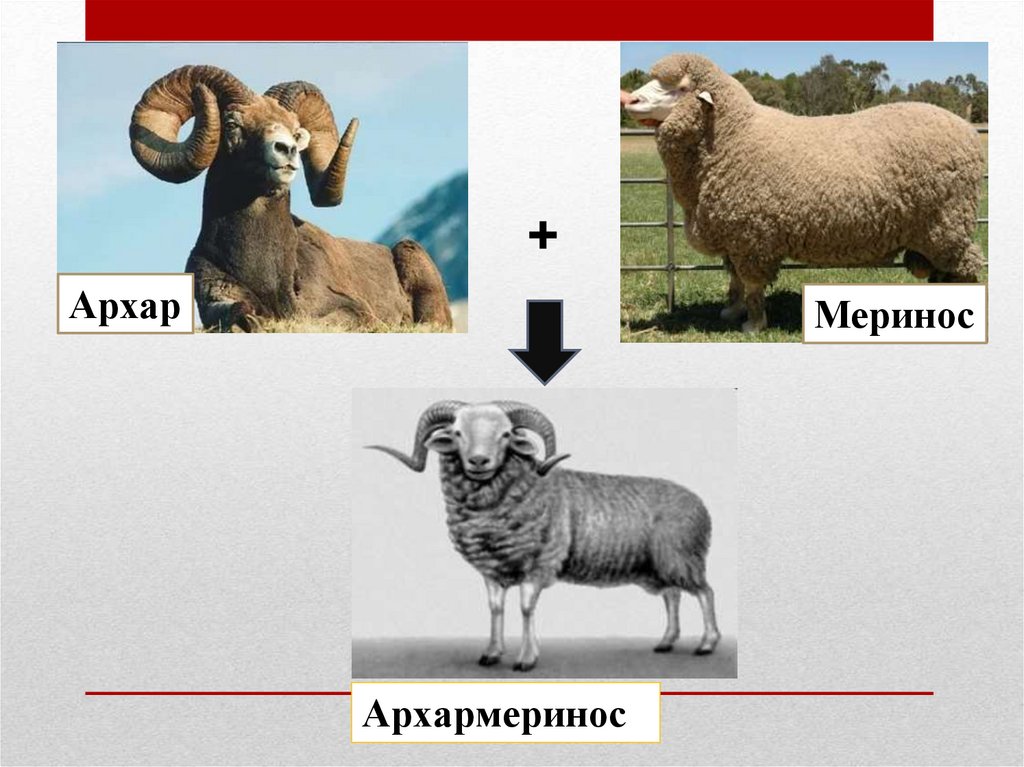 Достижения современной селекции презентация 10 класс