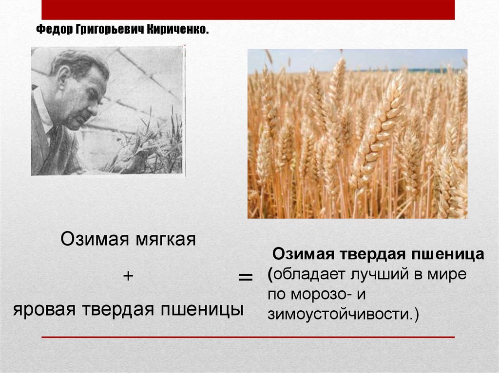 Достижения мировой селекции 9 класс. Кириченко селекция достижения. Достижения селекции за последние 20 лет. Клад достижения селекции. Ковалев в.б. достижения в селекции хмеля.