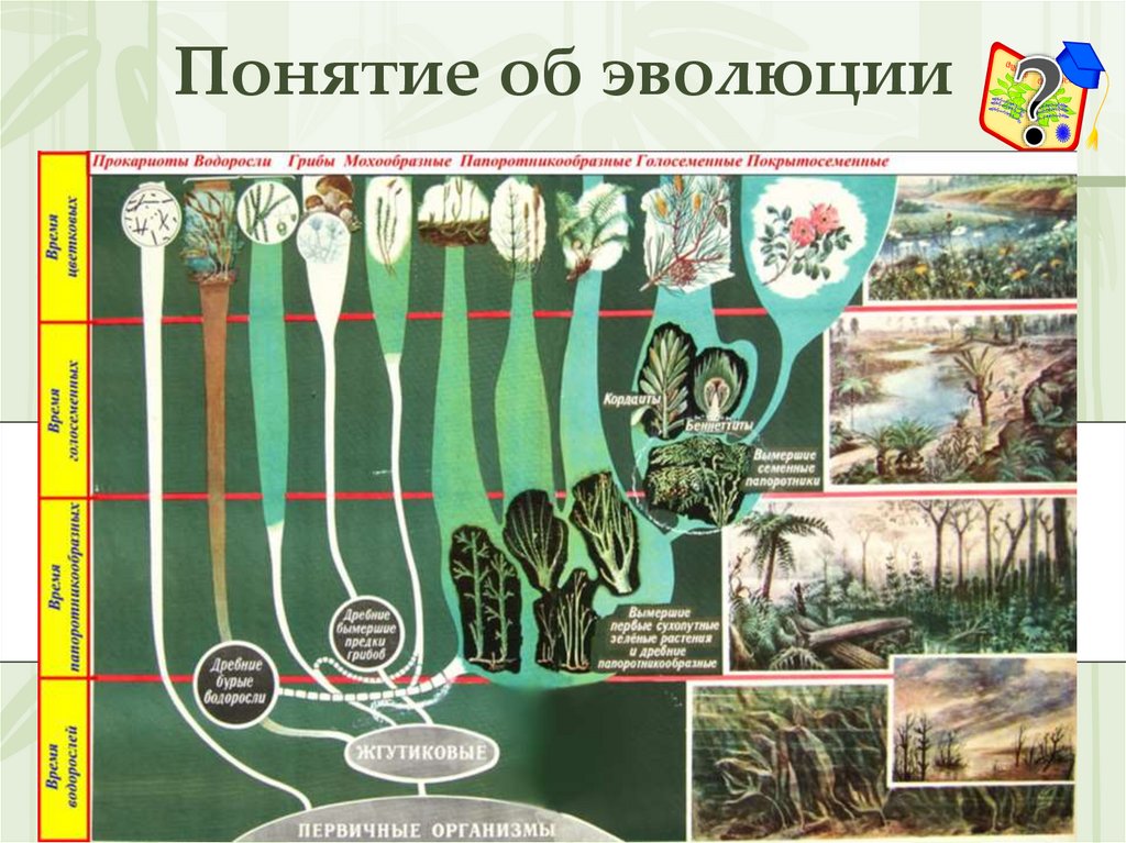 В каком периоде появляются растения. Происхождение растений основные этапы эволюции. Этапы развития растений 6 класс биология.